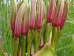 Brunsvigia radulosa buds